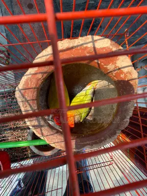 এক জোড়া লাভ র্বাড