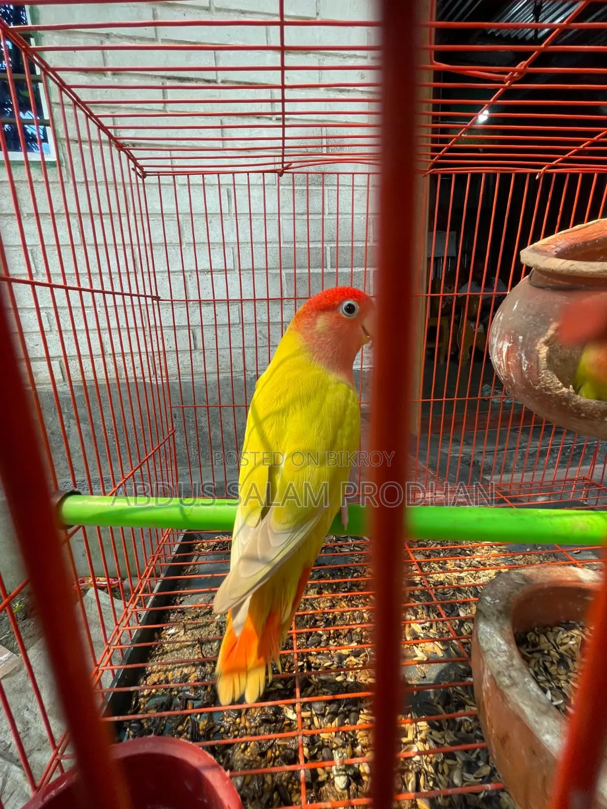 এক জোড়া লাভ র্বাড
