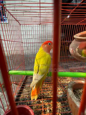 এক জোড়া লাভ র্বাড