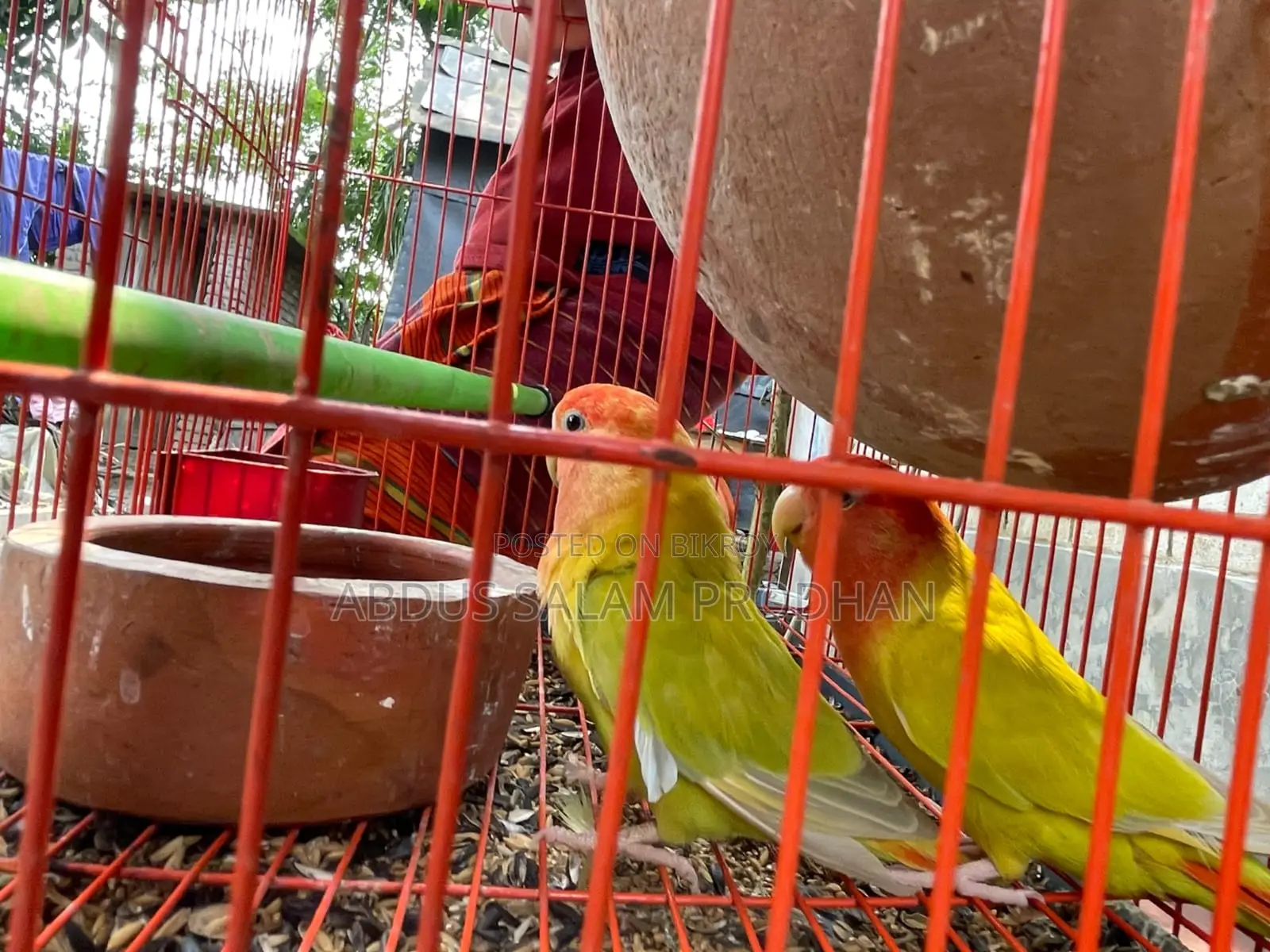 এক জোড়া লাভ র্বাড