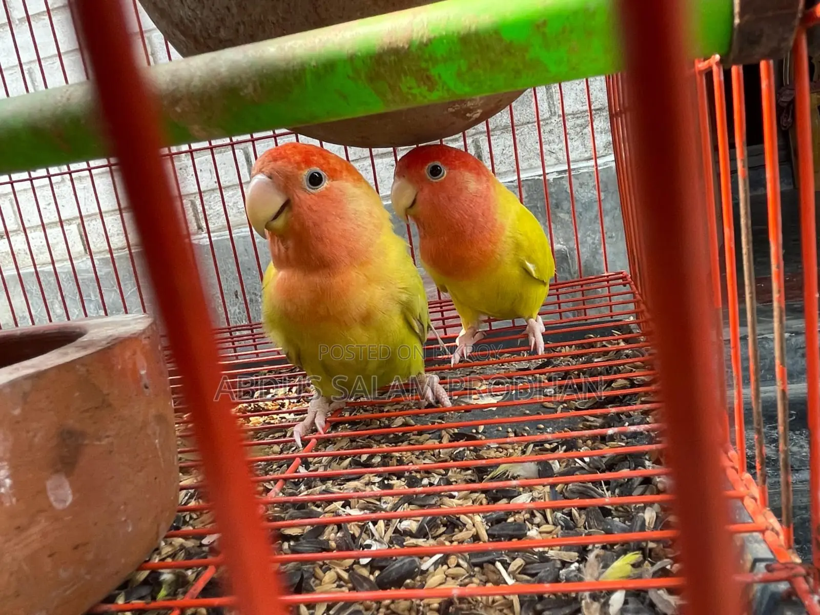 এক জোড়া লাভ র্বাড