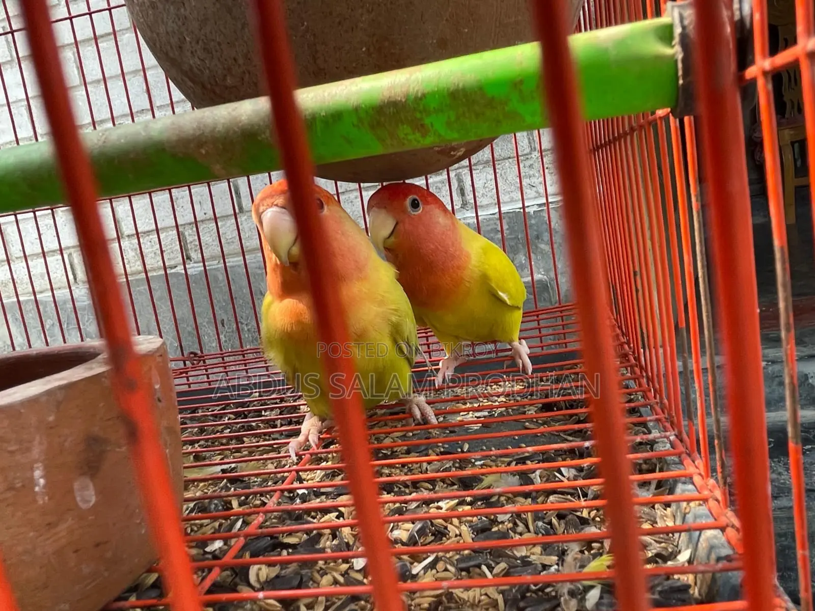 এক জোড়া লাভ র্বাড