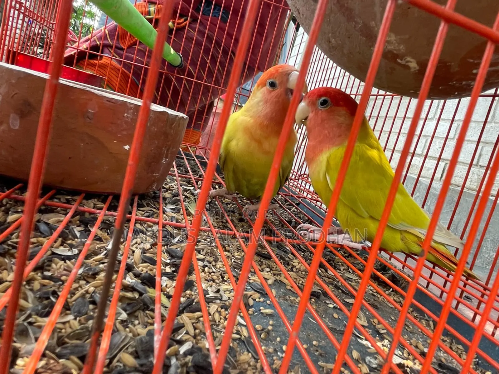এক জোড়া লাভ র্বাড