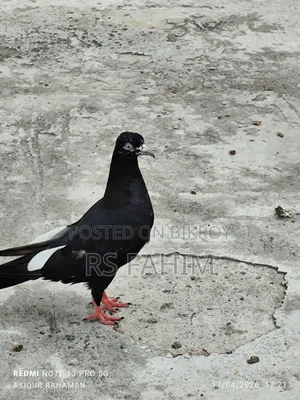 কিছু কবুতর বিক্রি হবে