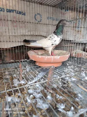 কিছু কবুতর বিক্রি হবে