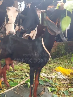 Haryana Cross Goat