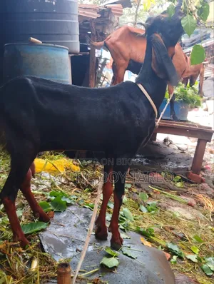 হরিয়ানা ক্রস ছাগী