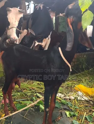 হরিয়ানা ক্রস ছাগী