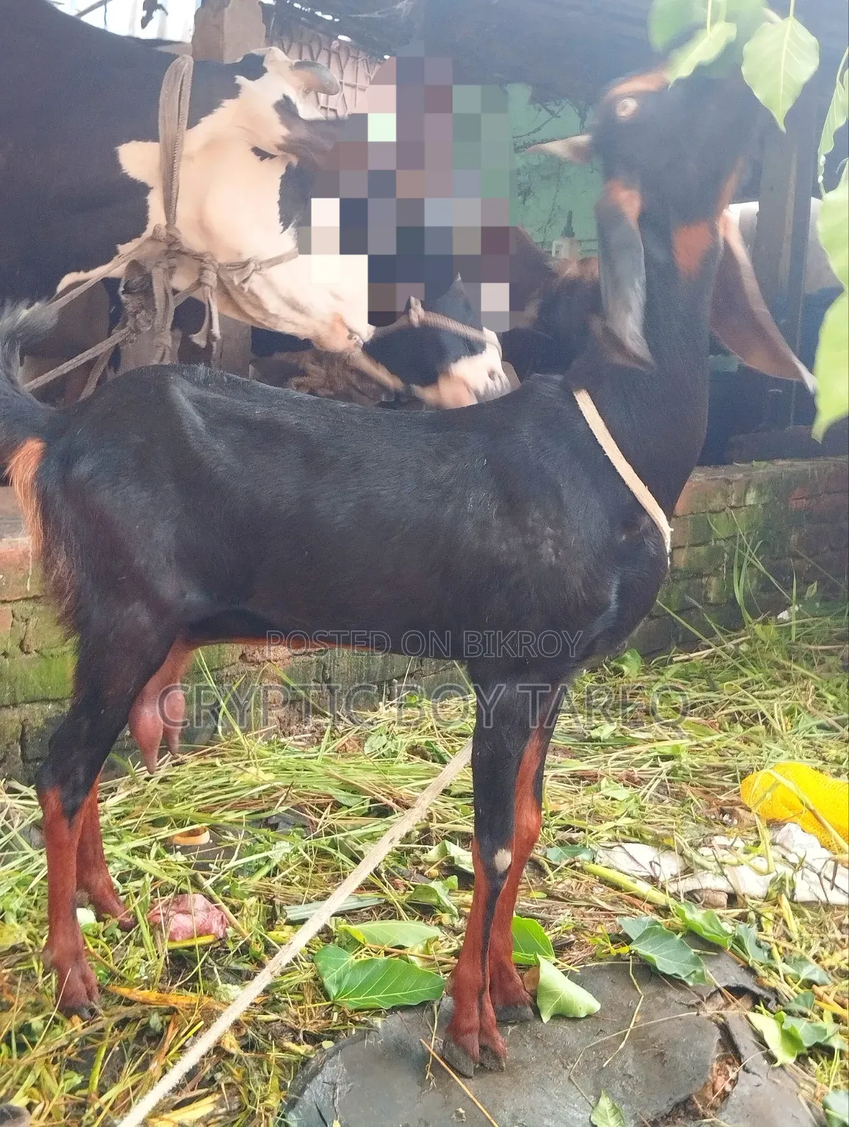 হরিয়ানা ক্রস ছাগী