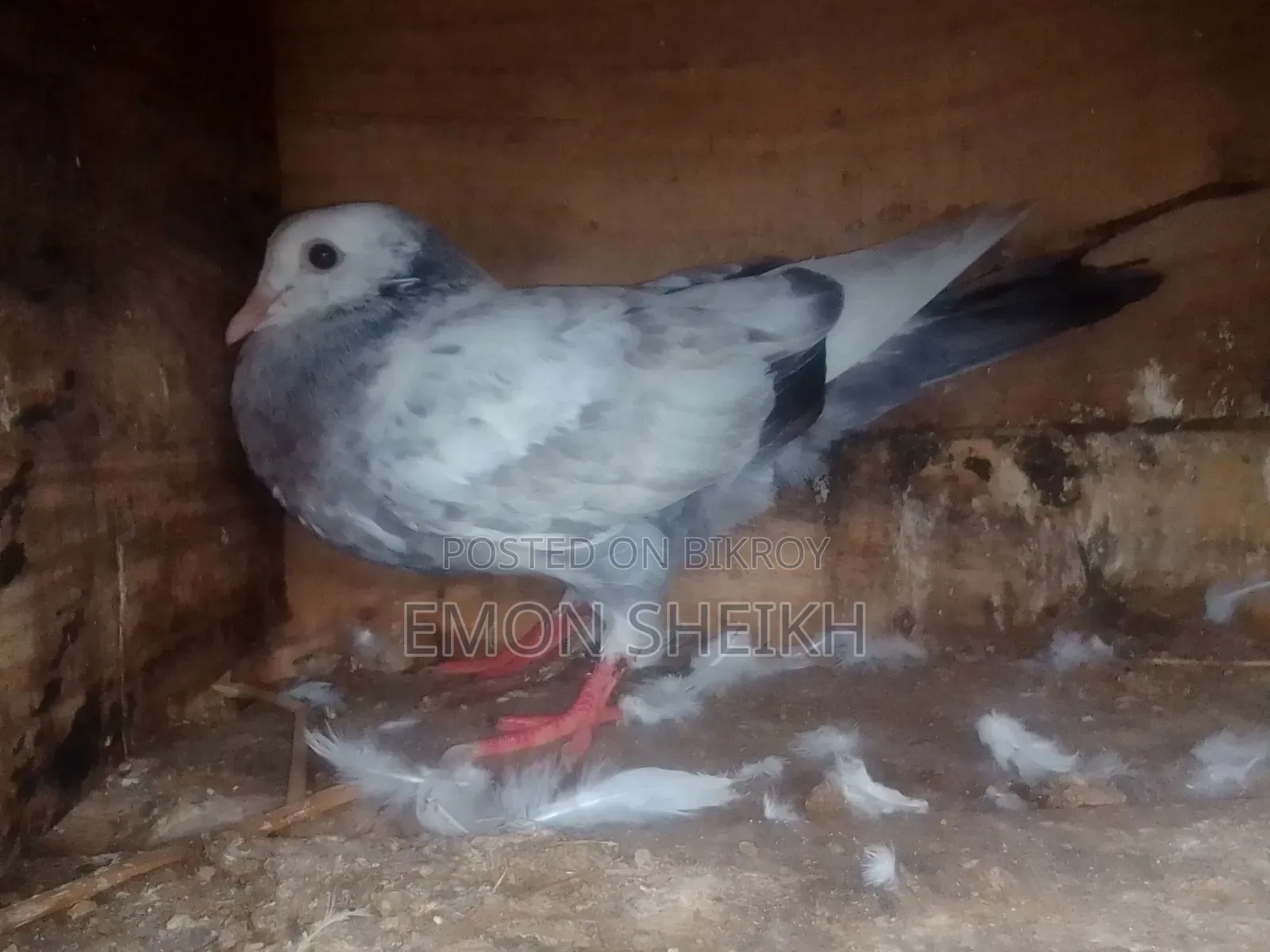 A Very Beautiful Assh Pegion Is Up for Sell