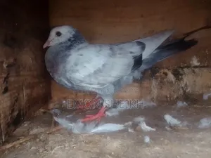 A Very Beautiful Assh Pegion Is Up for Sell