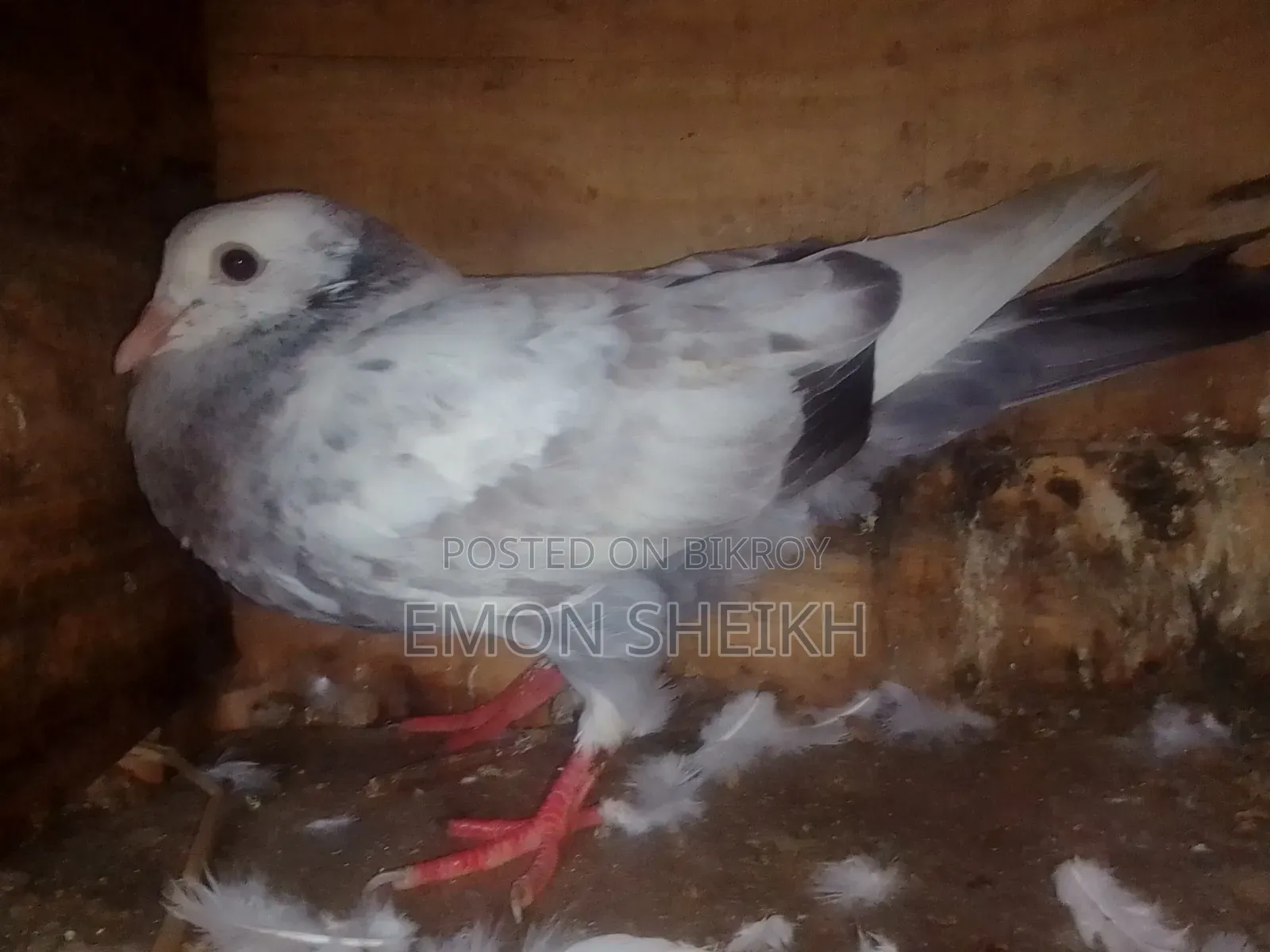 A Very Beautiful Assh Pegion Is Up for Sell