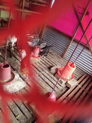 Chicken for sale