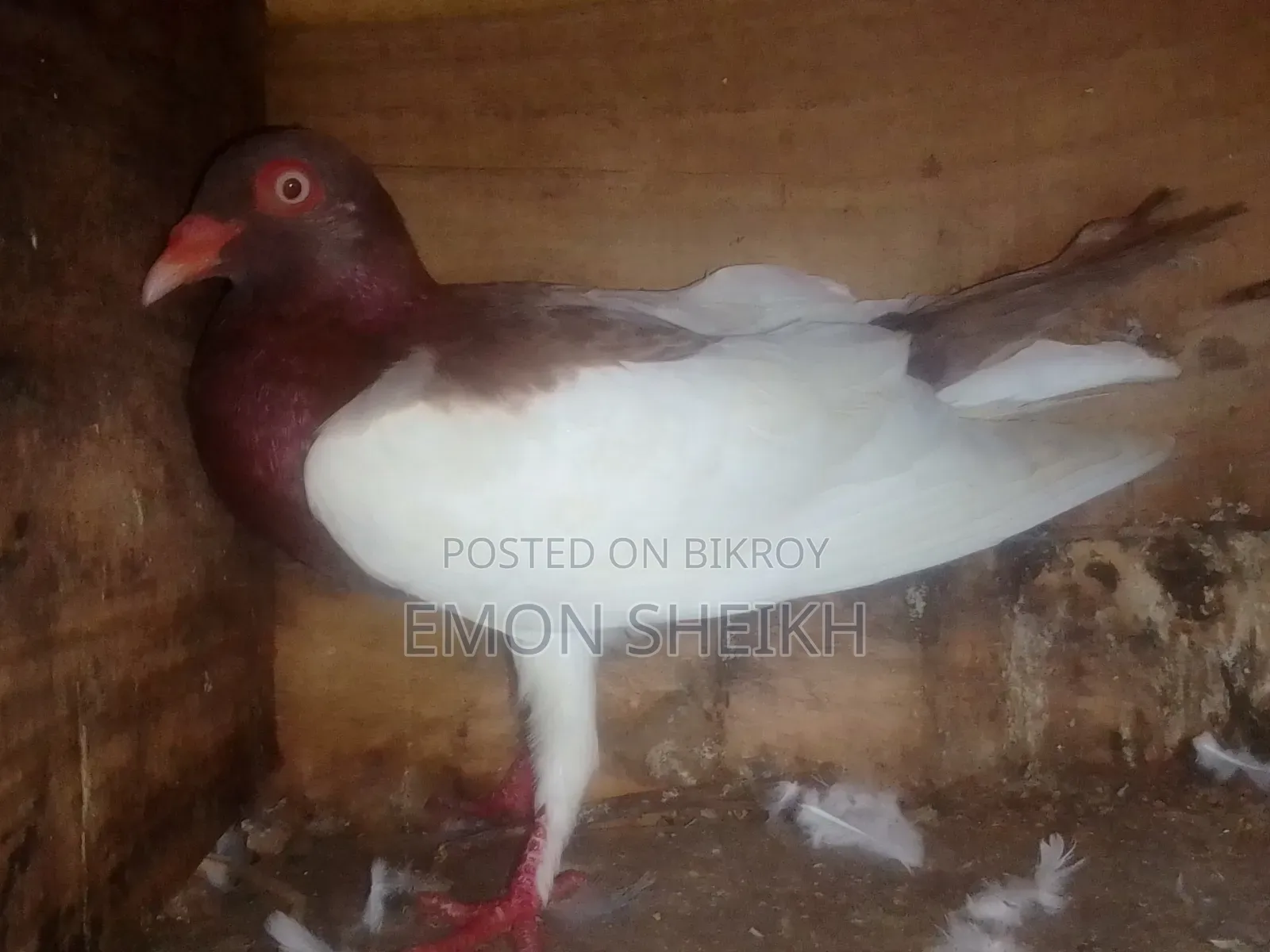 A Magpie Male Is Up for Sell