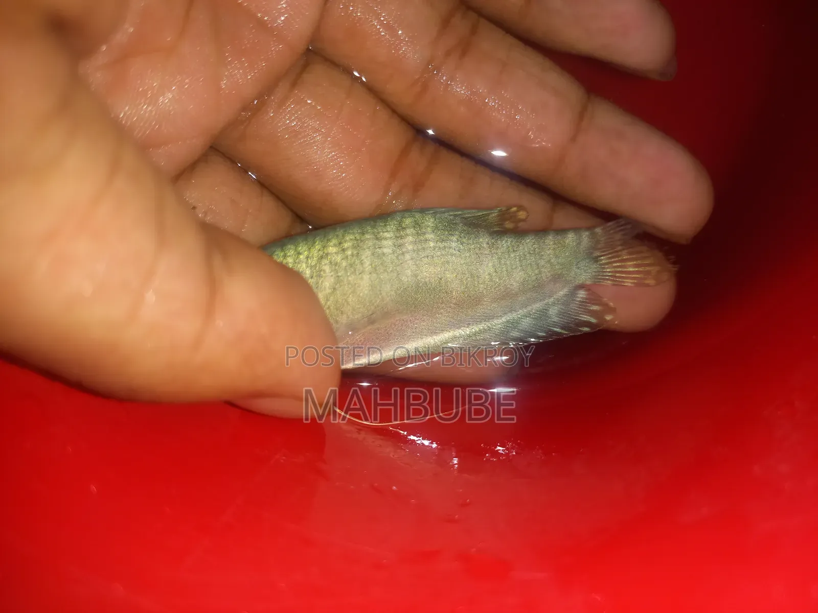 Aquarium Fish