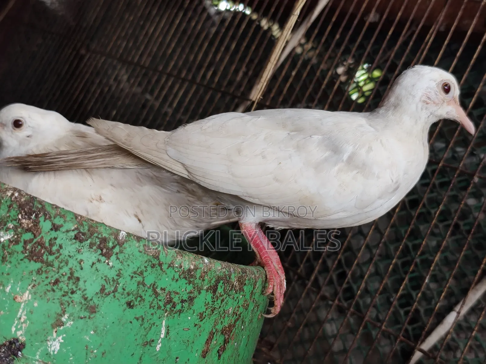 কবুতর / ঘুঘু বিক্রয়