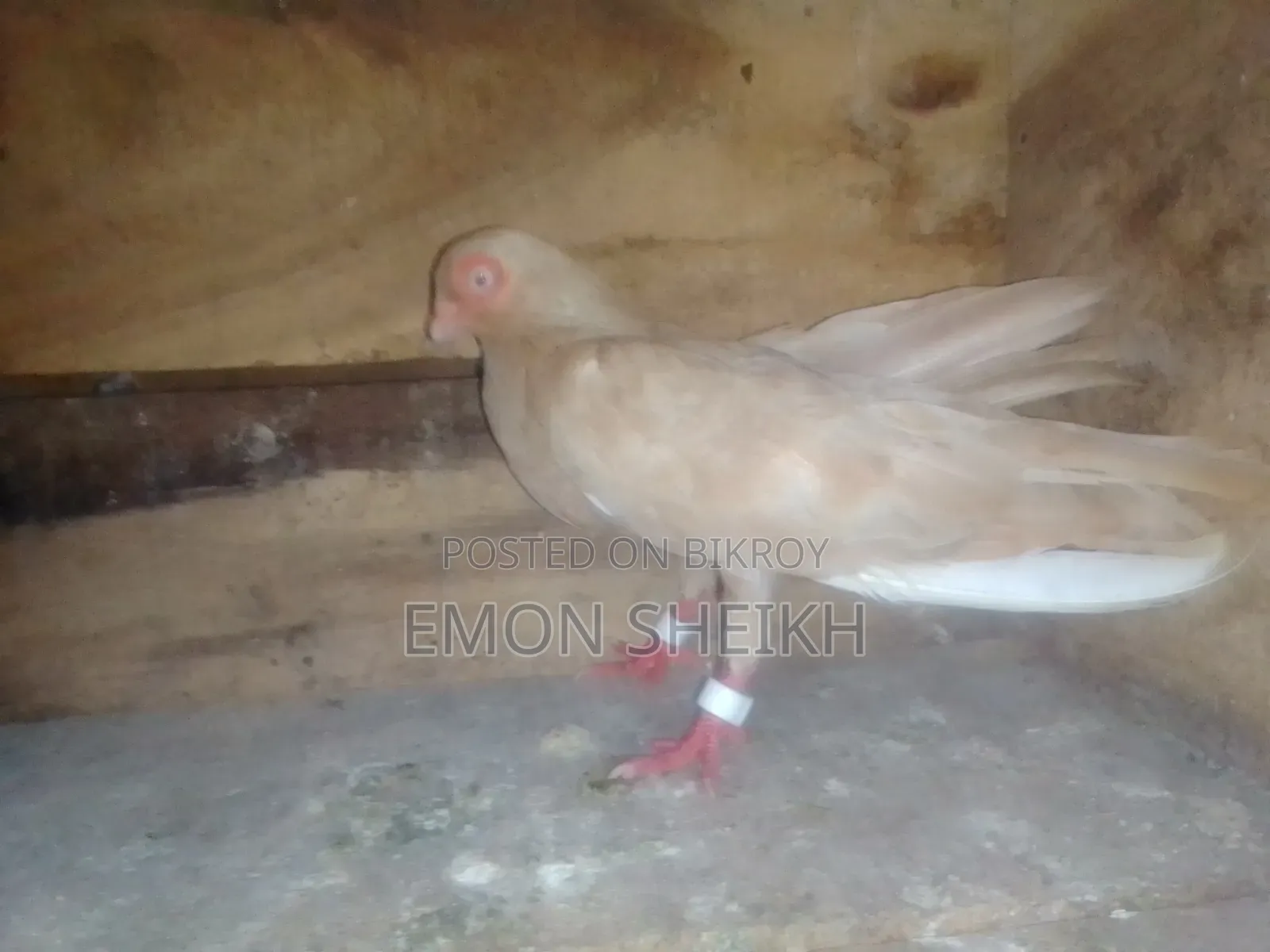 Short Face Pigeon Is Up for Sell