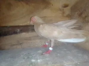 Short Face Pigeon Is Up for Sell