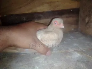 Short Face Pigeon Is Up for Sell