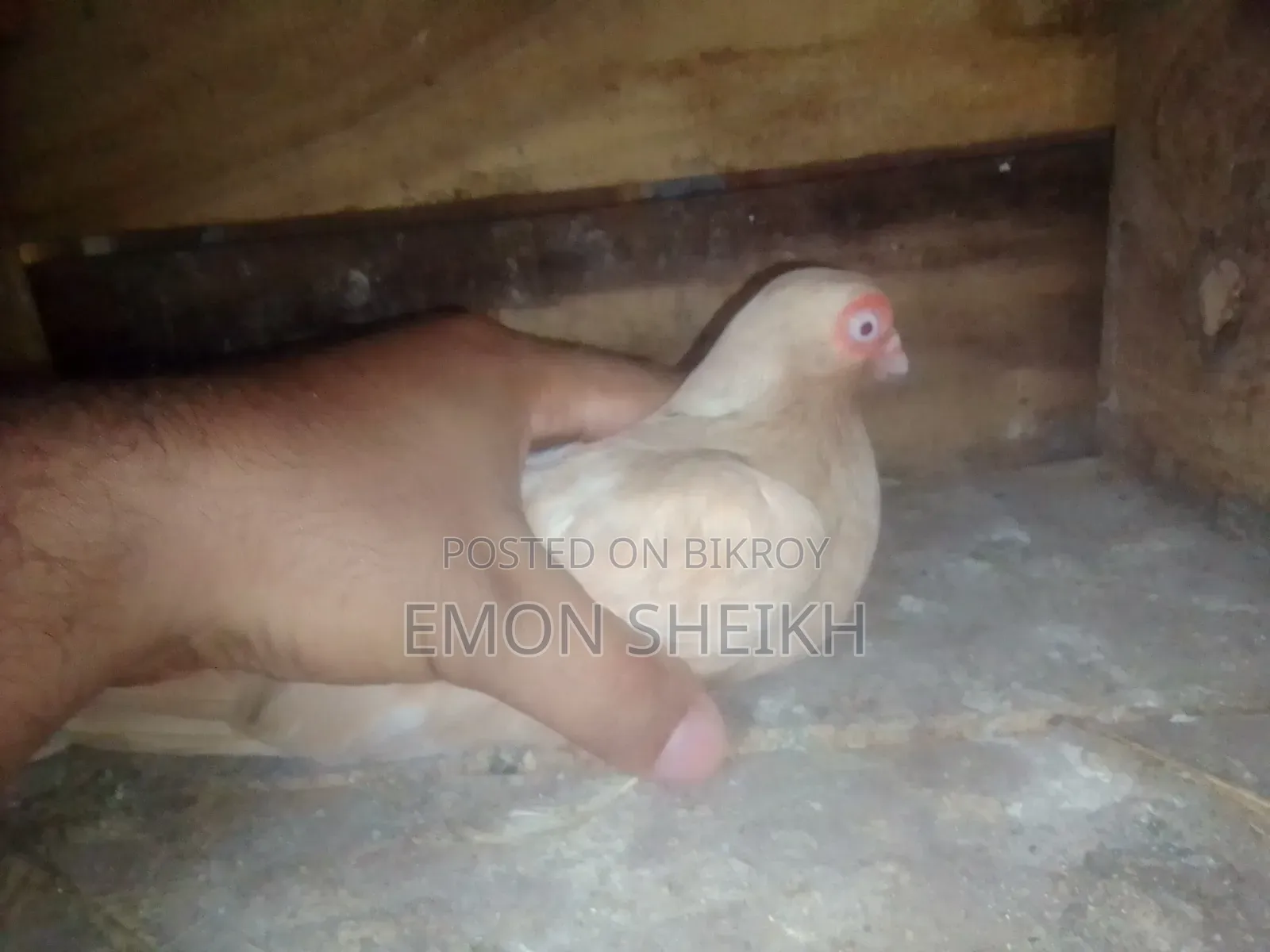 Short Face Pigeon Is Up for Sell