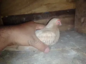 Short Face Pigeon Is Up for Sell