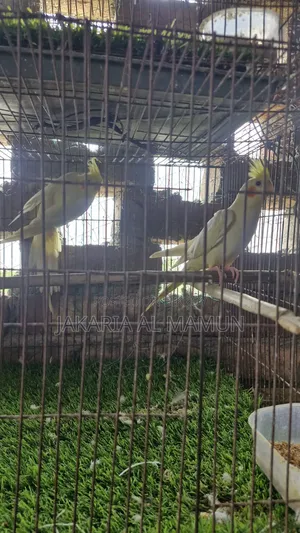 ককাটেল পাখি