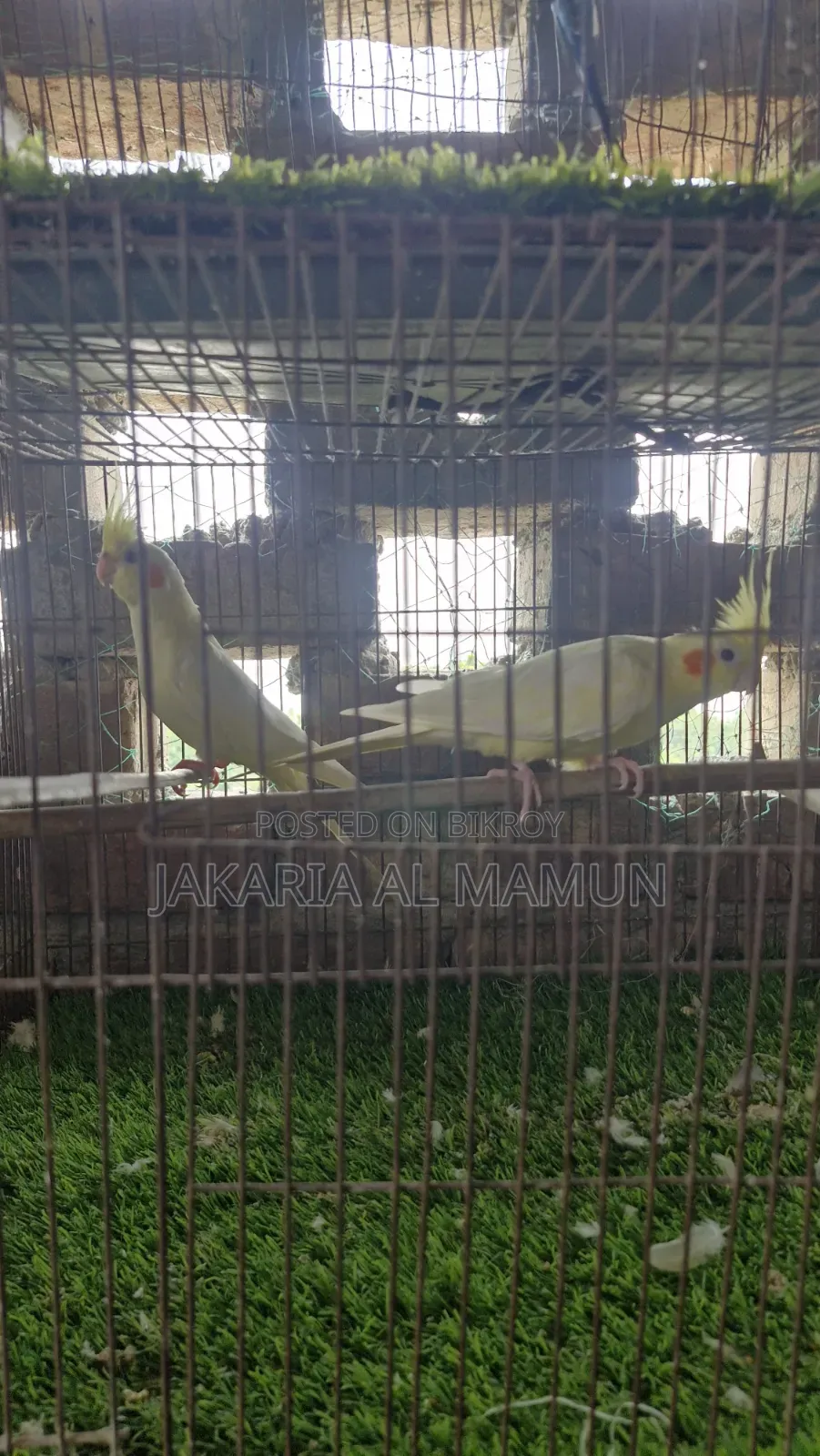 ককাটেল পাখি