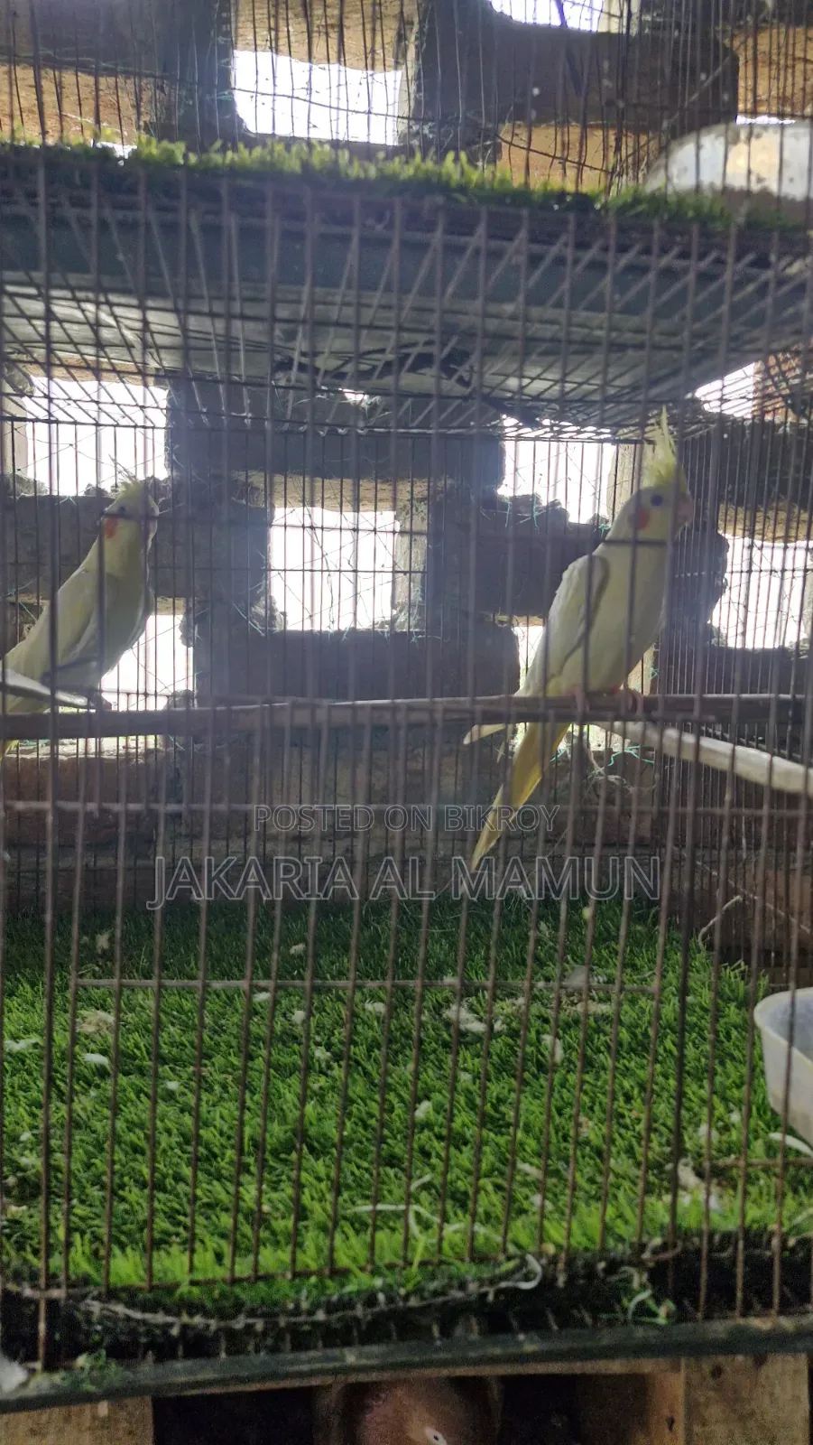 ককাটেল পাখি