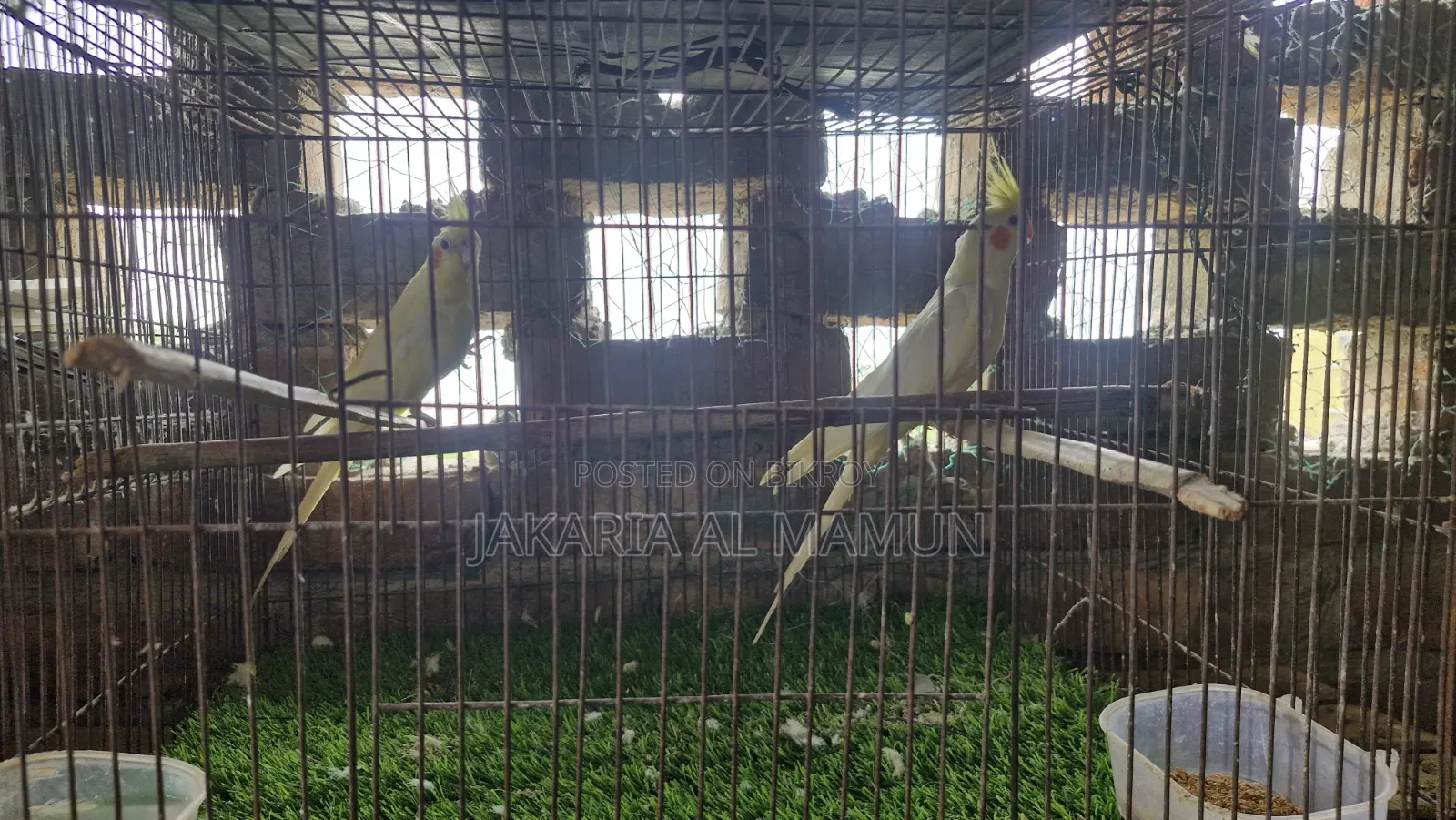 ককাটেল পাখি
