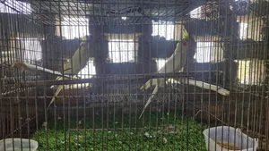 ককাটেল পাখি