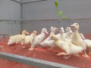 Muscovy Duck Babies