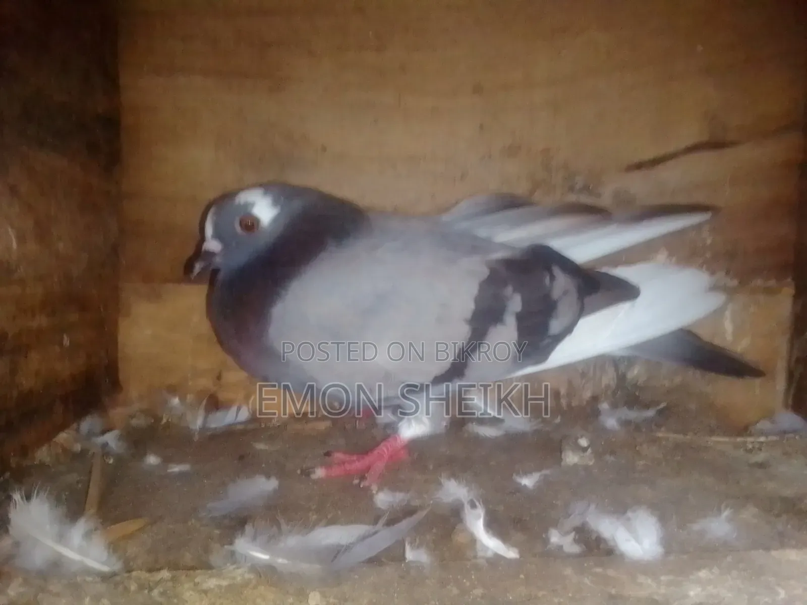 Beautiful Pigeon Is Up for Sale