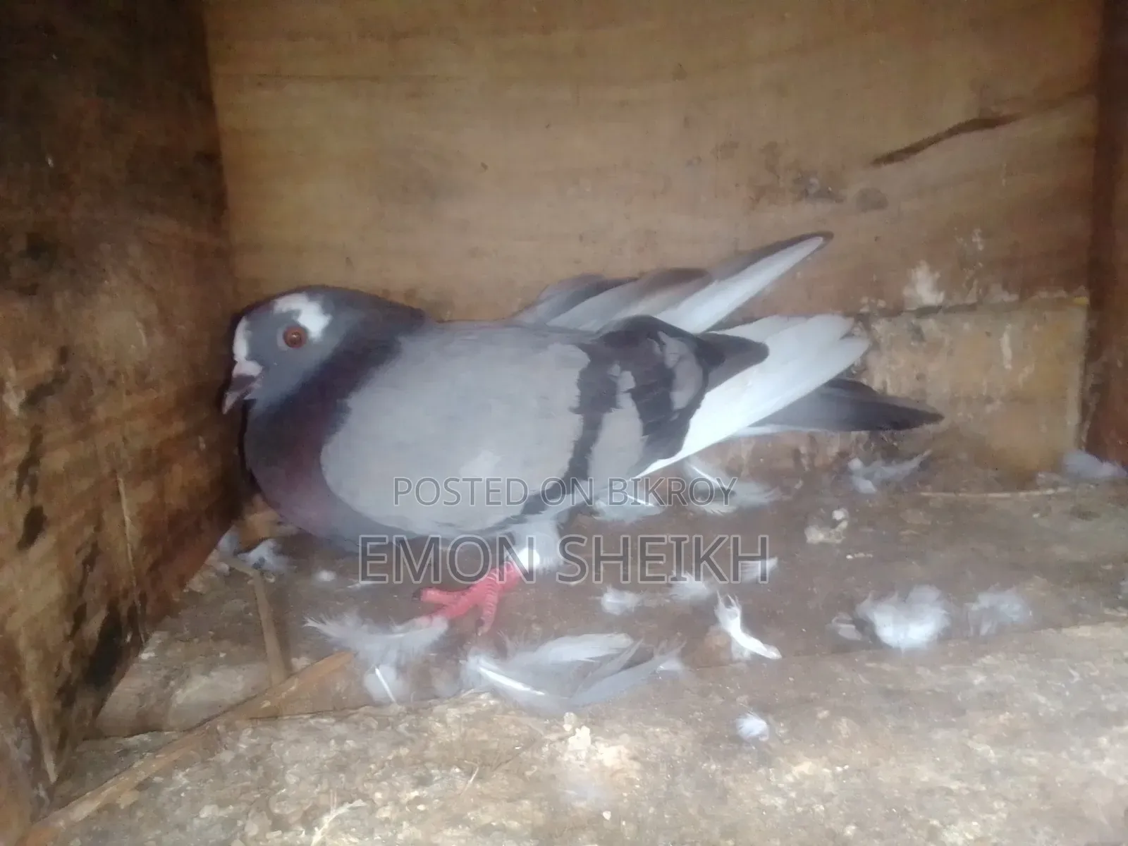 Beautiful Pigeon Is Up for Sale