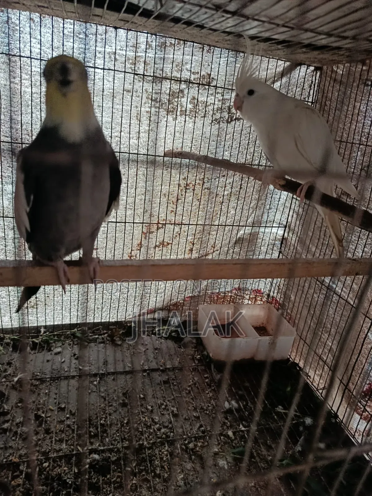 Kokatel Pair For Sale