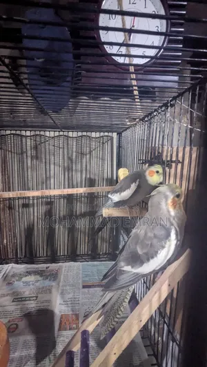 Cockatiel Bird