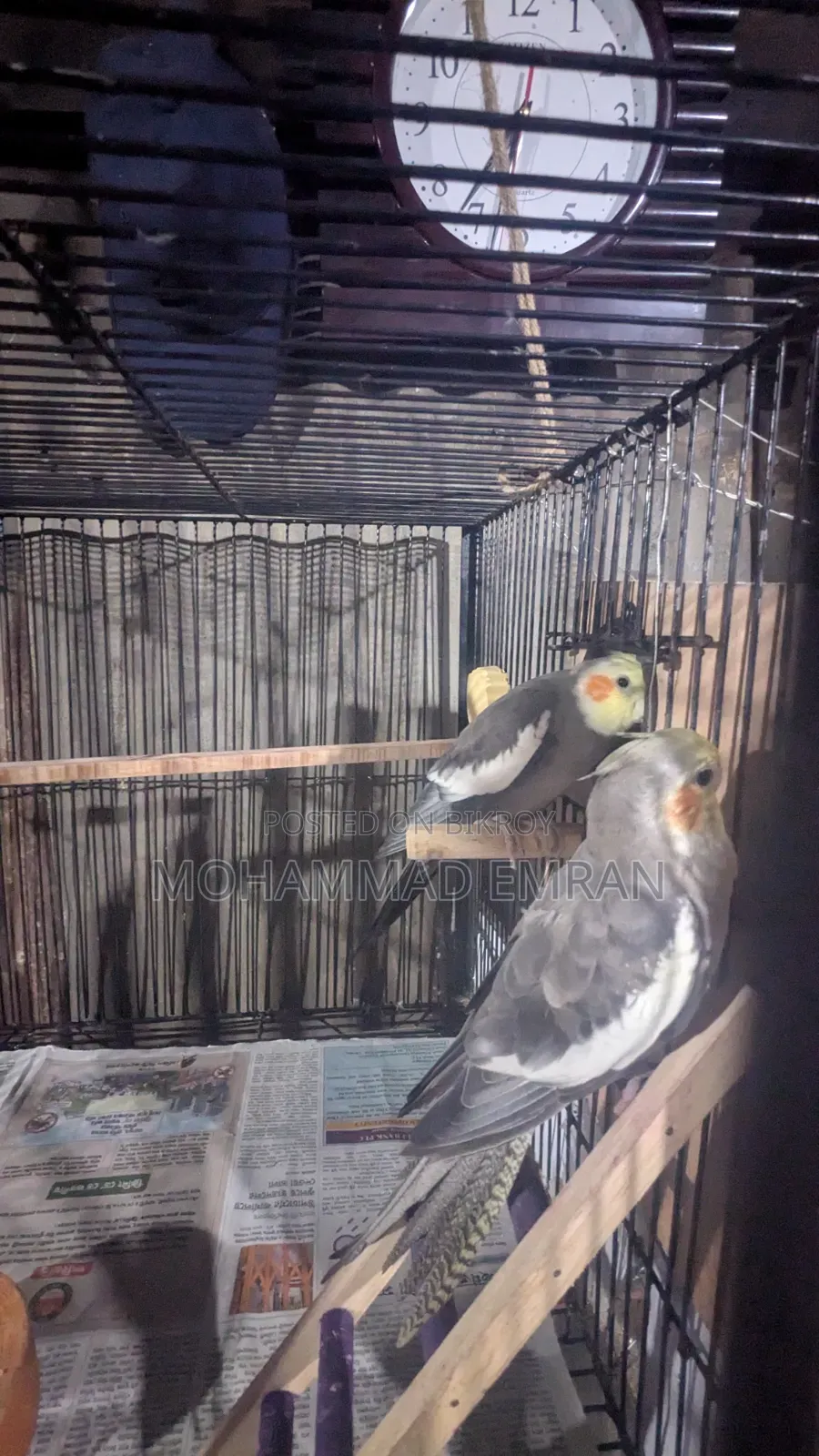 কোকাটেল পাখি
