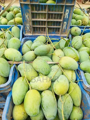 Delicious Mangoes: Gor, Langra, Gopalbhog, All Types of Mangoes