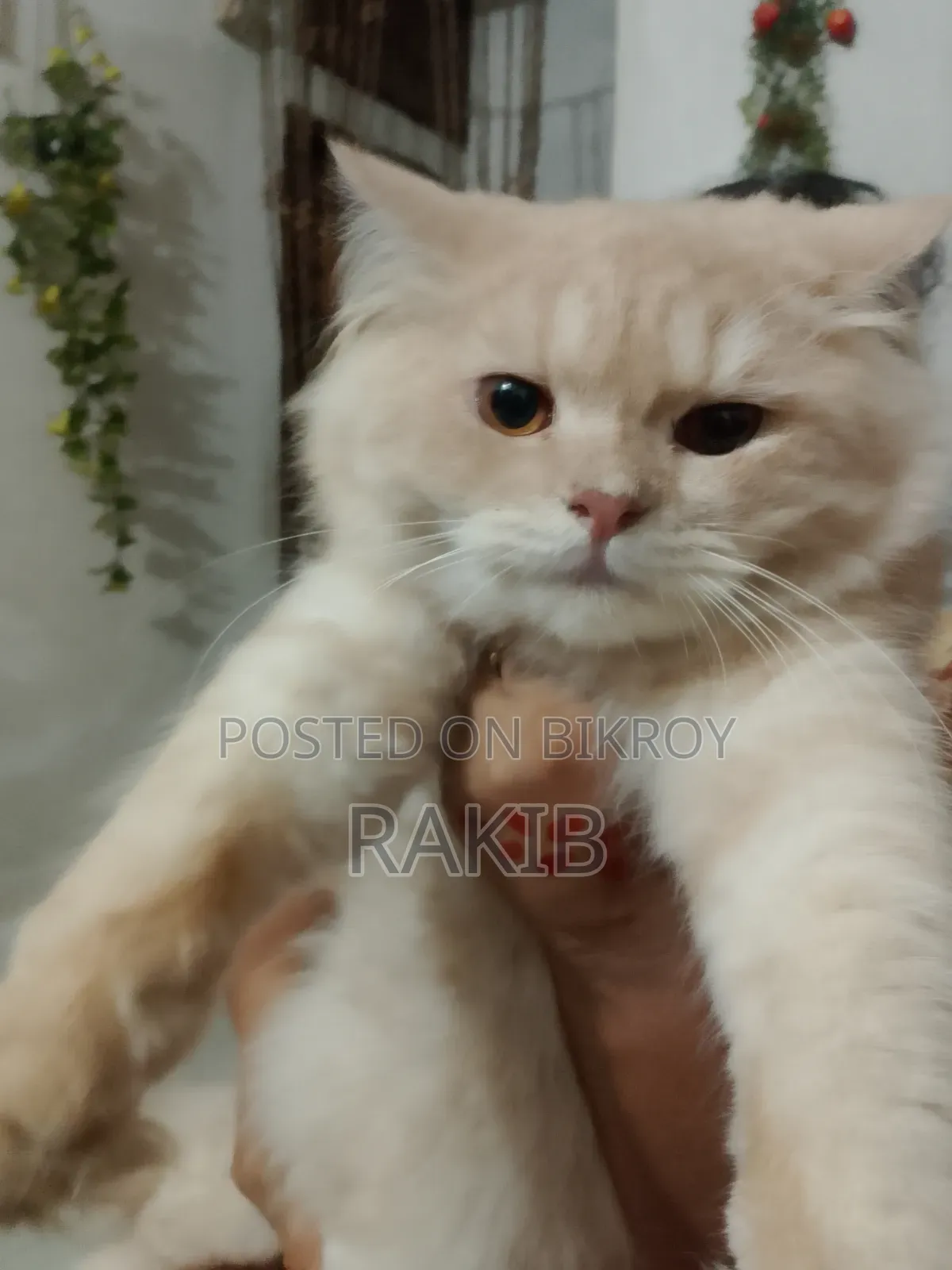 6-12 months Male Purebred Persian