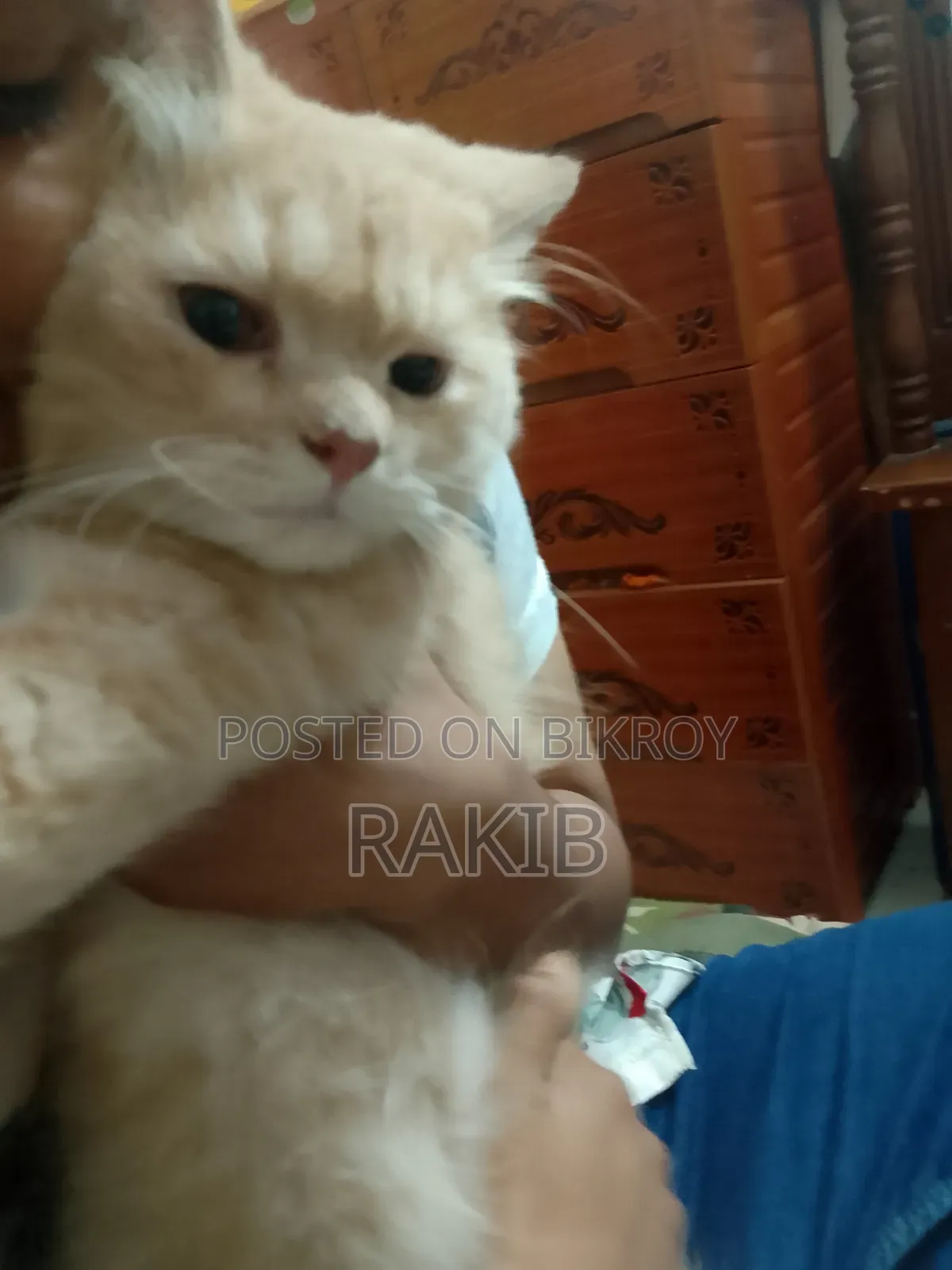 6-12 months Male Purebred Persian