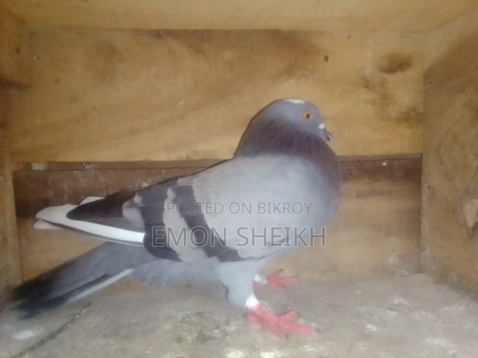 Jalali Pigeon for Sale