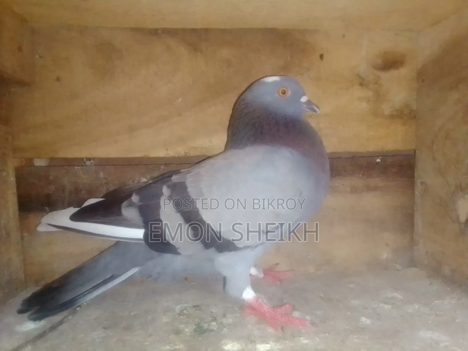 Jalali Pigeon for Sale