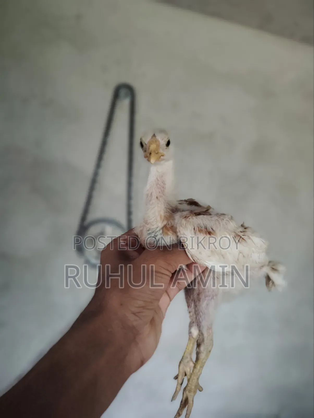 Aseel Chicken Chicks