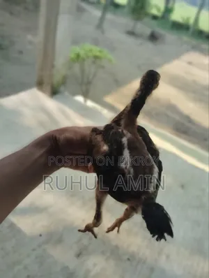 Aseel Chicken Chicks