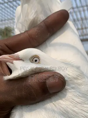 তুলা নর / টেডি নর / ব্ল্যাক রেসার