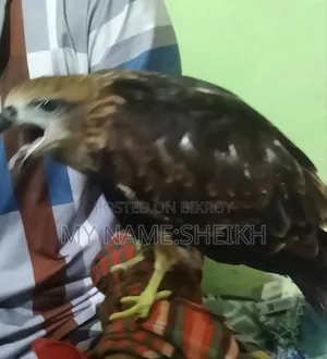 An eagle will be transferred.