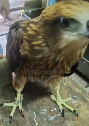 An eagle will be transferred.