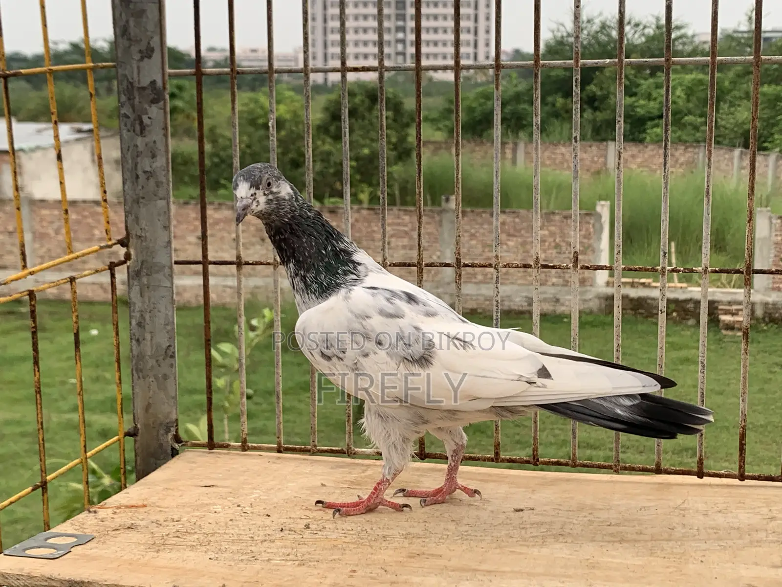 তুলা নর / টেডি নর / ব্ল্যাক রেসার