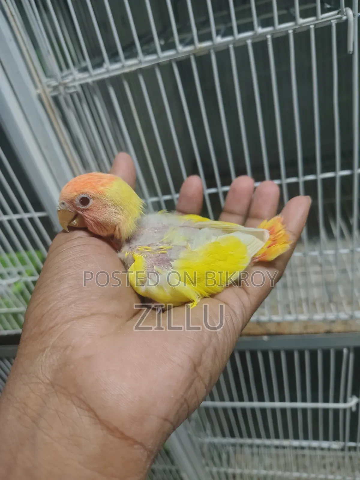 Love Bird Lutino Opaline Ring Neck