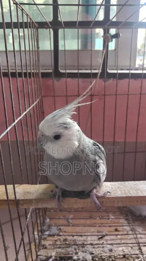 White Face Cockatiel