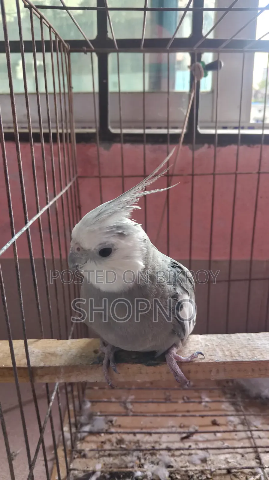 White Face Cockatiel